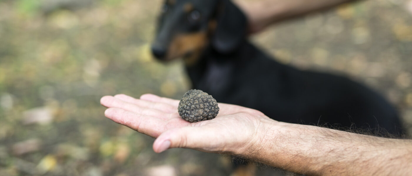 Une truffe blanche fraîchement déterrée tenue dans une main, avec un chien truffier à l'arrière-plan