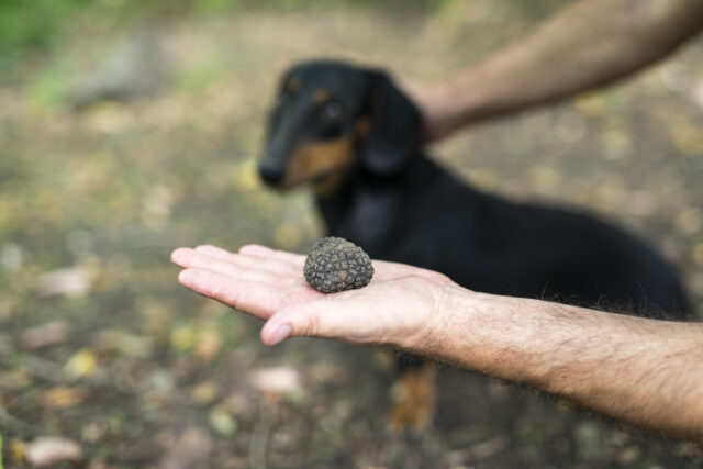 Une truffe blanche fraîchement déterrée tenue dans une main, avec un chien truffier à l'arrière-plan